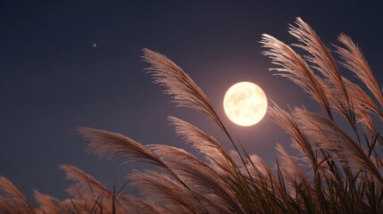Wall Mural - A bright full moon rising in the clear autumn night sky, silver pampas grass (susuki) in the foreground swaying in the evening breeze
