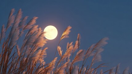 Wall Mural - A bright full moon rising in the clear autumn night sky, silver pampas grass (susuki) in the foreground swaying in the evening breeze
