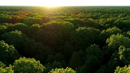 Wall Mural - panoramic aerial timelapse of sunlight dancing through a vast, dense forest canopy as shadows length