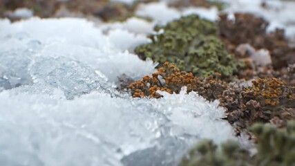 Wall Mural - Macro Close-Up Dolly Shot Gliding Over Intricate Permafrost Textures and Lichen Environment, Microcosm, Delicate