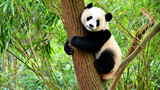 Giant Panda Climbing Tree In Bamboo Forest animal photo