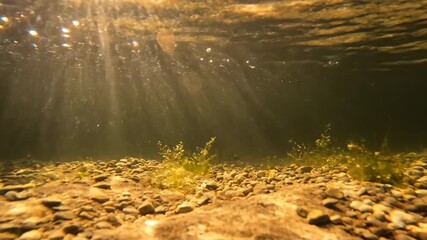 Wall Mural - hypnotic slow-motion shot of sun rays piercing through the clear water of a shallow pond, illuminati