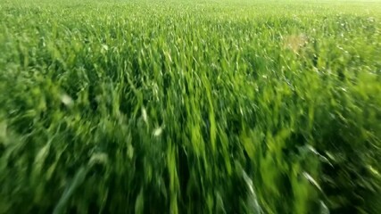 Wall Mural - Handheld tracking shot through a vast, green grassy field with tall blades swaying gently in the wind meadow, movement, growth