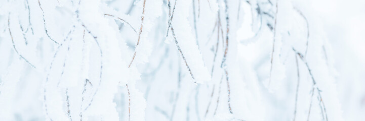 Wall Mural - Snow and rime ice on the branches of bushes. Trees covered with hoarfrost. Plants in the park are covered with hoar frost. Cold snowy winter weather. Frosting texture. Wide panoramic light background.