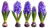 Close-up of five vibrant purple hyacinths