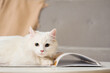© Pixel-Shot - Cute white cat with magazine lying on table at home, closeup