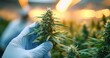 © oio - Close-up of a gloved hand holding a flowering cannabis plant in an indoor growing facility with warm lighting and blurred green plants in the background