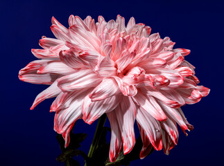 Wall Mural - Graceful pink and white spider chrysanthemum on a vibrant blue background