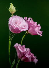 Wall Mural - Pink Lisianthus Flowers and Bud on Dark Green