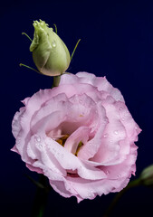 Wall Mural - Pink Lisianthus Flowers and a Bud on Blue