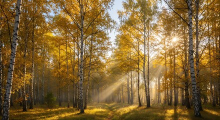  Autumnal forest sunlight