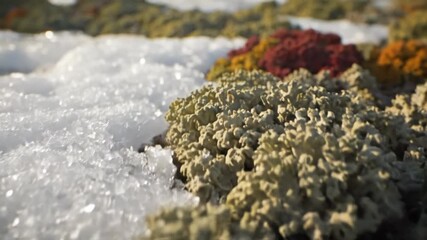 Wall Mural - Macro Close-Up Dolly Shot Gliding Over Intricate Permafrost Textures and Lichen Lichen, Environment, Permafrost