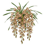 Cymbidium aloifolium — “pendulous sprays of maroon-striped Cymbidium flowers, tropical hanging effect.”
