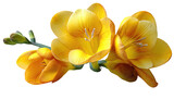 Close-up of three vibrant yellow freesia flowers, delicate petals