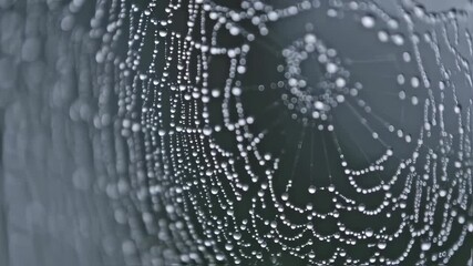 Delicate Spider Web Glistening with Morning Dew Drops.