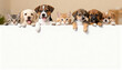 © Hannah - A large group of adorable puppies and kittens peeking over a blank white sign. Cute cats and dogs together holding a banner with empty copy space for a message or text.