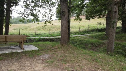 Wall Mural - Drone footage of a forest with ferns and evergreen trees and a wooden picnic table