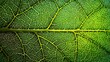 © RayhanCreative - Closeup Of A Leaf Vein Structure