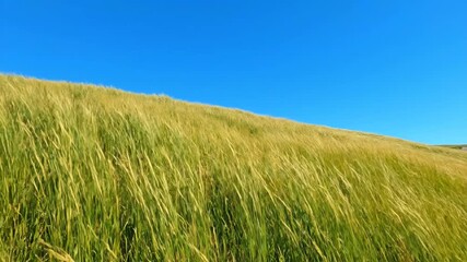 Wall Mural - Wide Shot of Tall Grass Swaying Gently in the Wind on a Rolling Hillside Under a Clear Blue Sky Freedom, Environmental, Texture