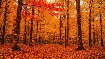 Wall Mural - vibrant autumn leaves gently fall from tall trees onto the forest ground, creating a colorful and se