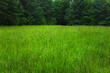 © Andrew Kornylak - An field of lush green grasses with pine trees in the background