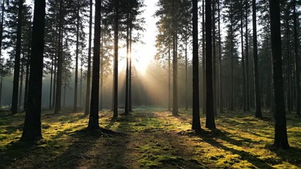 Wall Mural - Tranquil transformation of a misty forest landscape as the morning fog clears relaxation, natural beauty, tranquil transformation