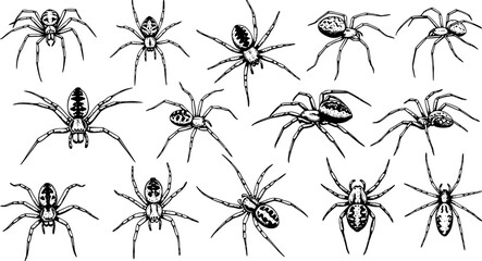 Vintage Hand Drawn Spider Seamless Pattern - Arachnid Engraving Style Vector Illustration with Different Species for Background or Textile Print