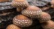 © kaab zaelani - A cluster of shiitake mushrooms growing on a dark, textured log, showcasing their distinctive speckled caps and earthy tones.