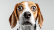 © Kevin - Funny beagle with shocked expression isolated on white backdrop