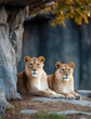 © Narongsak - Two lionesses relax in a shaded area near a rocky formation.