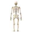 © Romen - Rear view of human skeleton isolated on transparent background