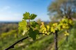 Springtime young vine leaves by a path leading to hillside wine taverns, featuring vineyards and stunning panoramic views with a soft-focused backdrop of sky and surroundings