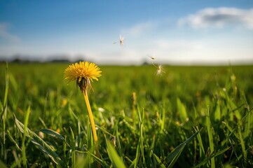 Wall Mural - Wild dandelion growing in open meadow