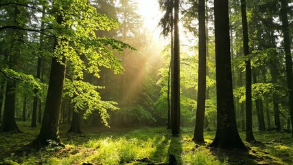 Wall Mural - Serene forest awakens as the early morning mist gently dissipates, revealing vibrant greens commercial, slow reveal, forest