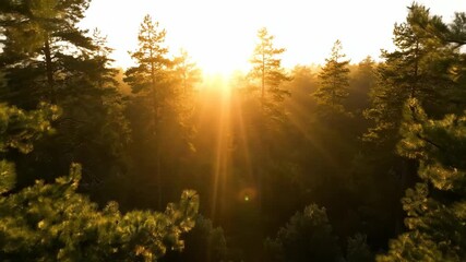 Wall Mural - Golden sunlight piercing through the majestic pine forest canopy during a breathtaking sunrise, captured in a radiant timelapse conifers, canopy, beautiful