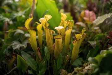 Wall Mural - Detailed view of vibrant yellow tropical pitcher plants surrounded by dense greenery with empty space for text.