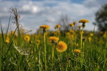 Wall Mural - Springtime Green Meadow Filled with Dandelion Blossoms