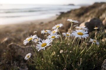 Wall Mural - Coastal area adorned with daisies