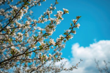 Wall Mural - Apple tree limbs adorned with white blossoms set against a bright springtime sky