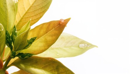 Wall Mural - Close-up view of vibrant green leaf buds on a white backdrop