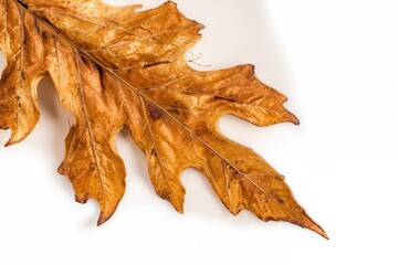 Wall Mural - Detailed view of dried winged seeds on a white backdrop. Organic components. Artistic feature