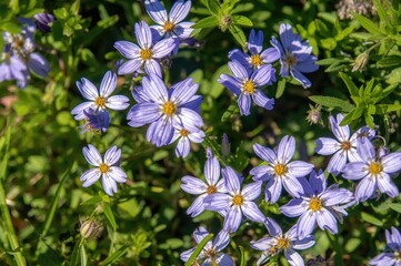 Wall Mural - Detailed view of stunning nigella blossoms flourishing outdoors