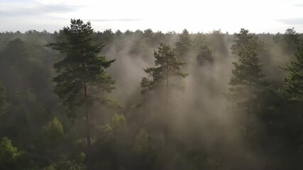 Wall Mural - Ethereal mist rolling through a dense pine forest, creating an enchanting and mystical atmosphere in a captivating timelapse moody, captivating, dynamic