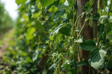 Naklejka na meble Cultivating Phaseolus vulgaris beans with green foliage climbing a vertical trellis.