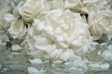 Elegant white gardenia blossoms in full bloom background
