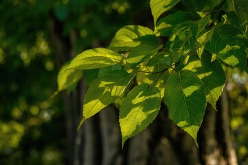 Wall Mural - background of vibrant green foliage with abstract pattern and texture