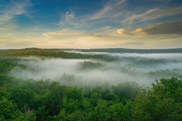 Wall Mural - mist enveloping a lush woodland, panoramic forest view