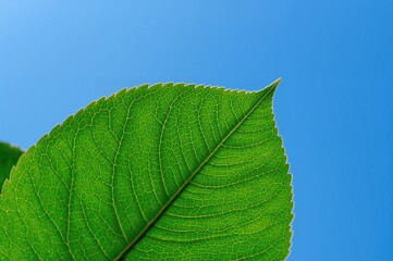 Wall Mural - Blue Sky Backdrop with Green Teak Leaves