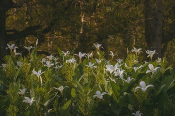 Wall Mural - spathiphyllum cannifolium: the unique boy or flamingo flower