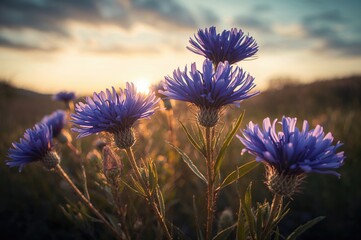Wall Mural - blooming summer flowers with vibrant blue centaurea against a sunset sky